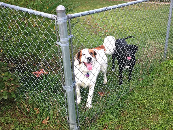 Chain link fence with dogs inside