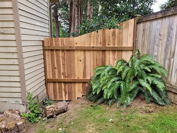 A cedar fence on a slope with a fern