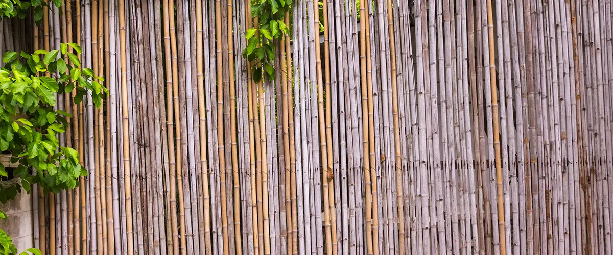 Bamboo fence