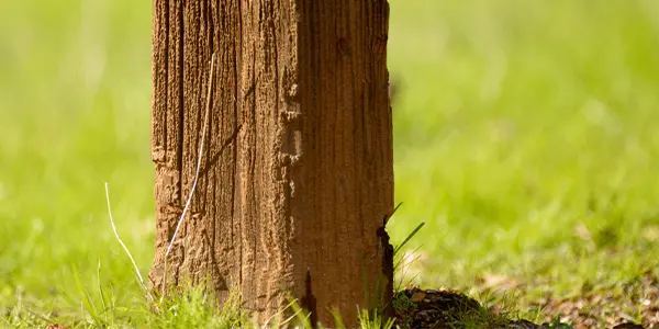 Rot on a wood post